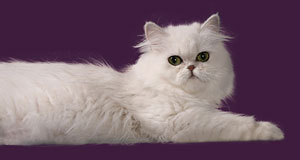 Snowcat One's Pamy - Perserkatze in der Farbe Chinchilla