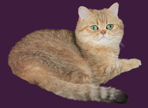 GoldenShaded Exotic Shorthair Perserkatze - Snowcat One's Samira