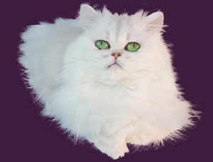 Snowcat One's Sweet Love Chinchilla Snowcat One's Sweet Love - Perserkatze in Chinchilla
